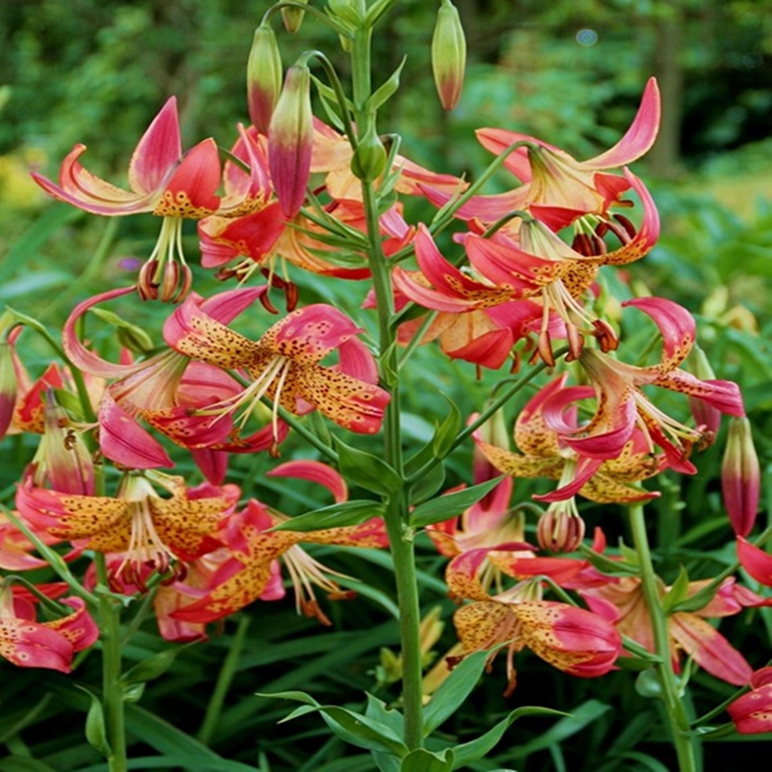 Benex Lilien Blumenzwiebeln Zwiebeln Blumen Lilie für Sammler Fusion 1 St.