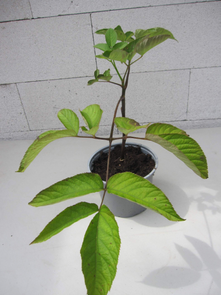 Baumschule Udo - Japanischer Spargel - Aralia cordata -