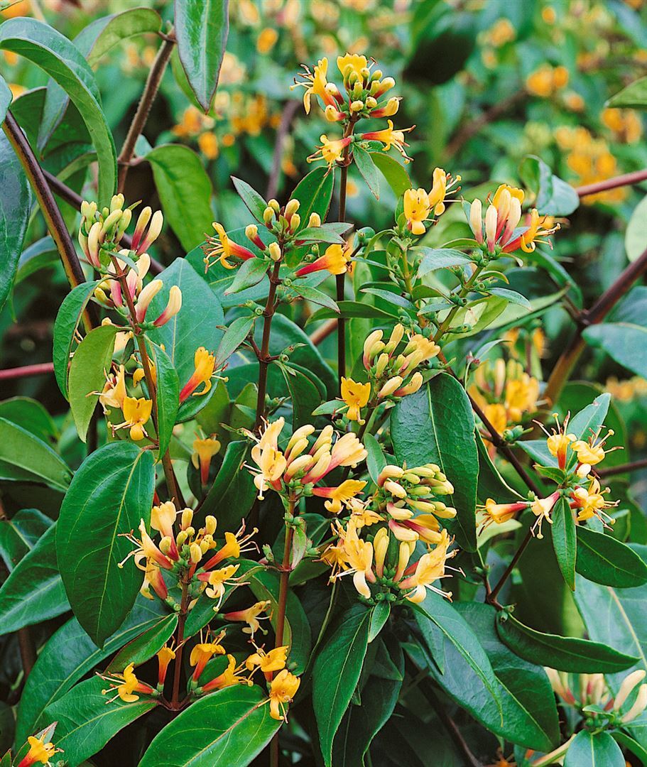 Pflanzen-für-dich.de Lonicera henryi 'Copper Beauty', immergrün, 60–100 cm