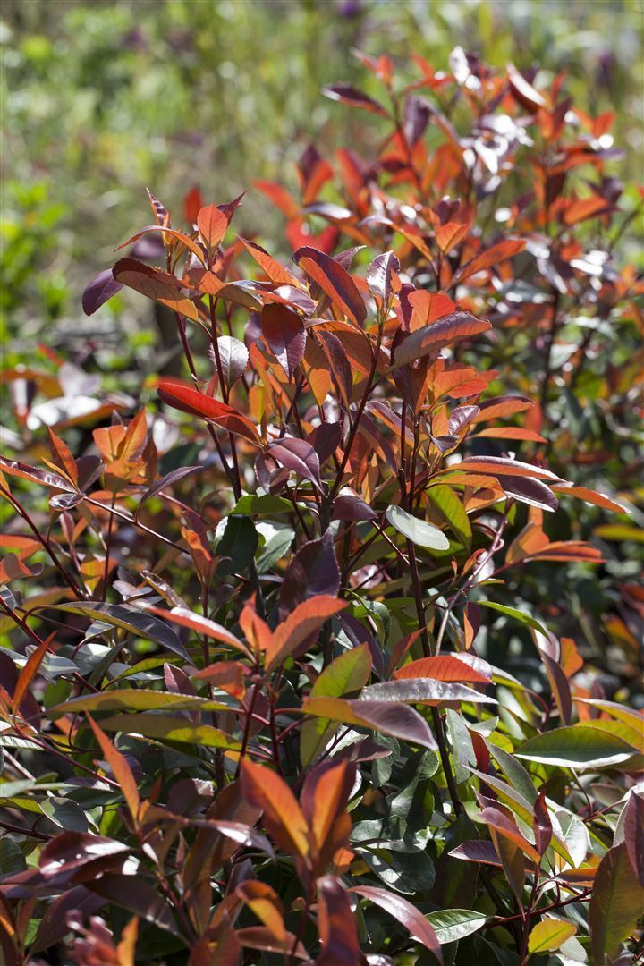 Pflanzen-für-dich.de Photinia fraseri 'Red Robin', Glanzmispel, rot, 80–100 cm