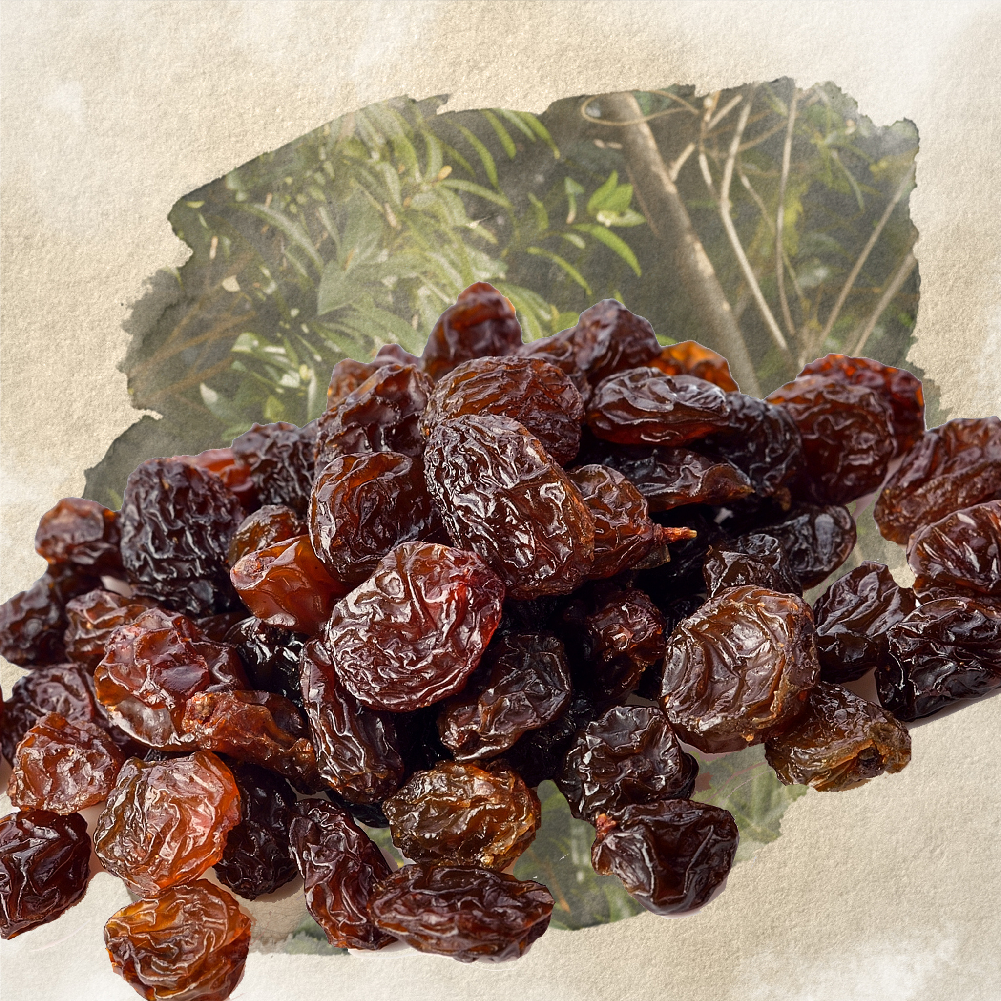 Samore GmbH 20 kg Rosinen Futterrosinen Vogelfutter
