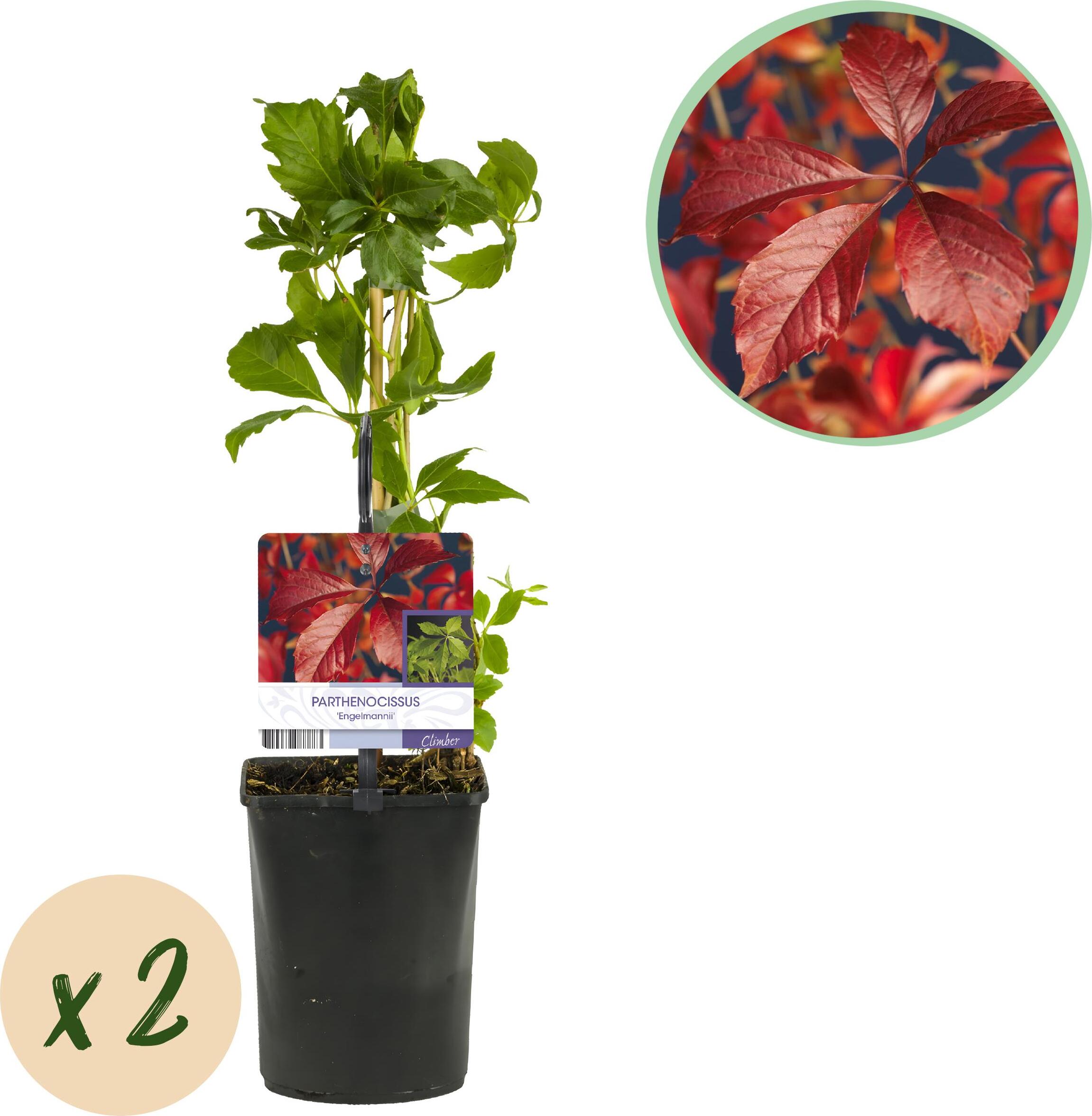 Pflanzenboutique Wilde Wein - Parthenocissus Engelmannii - Blatt Grün später Rot - Wenig Pflege - 2 Pflanzen - 30-40cm - Ø10cm - Gartenpflanze