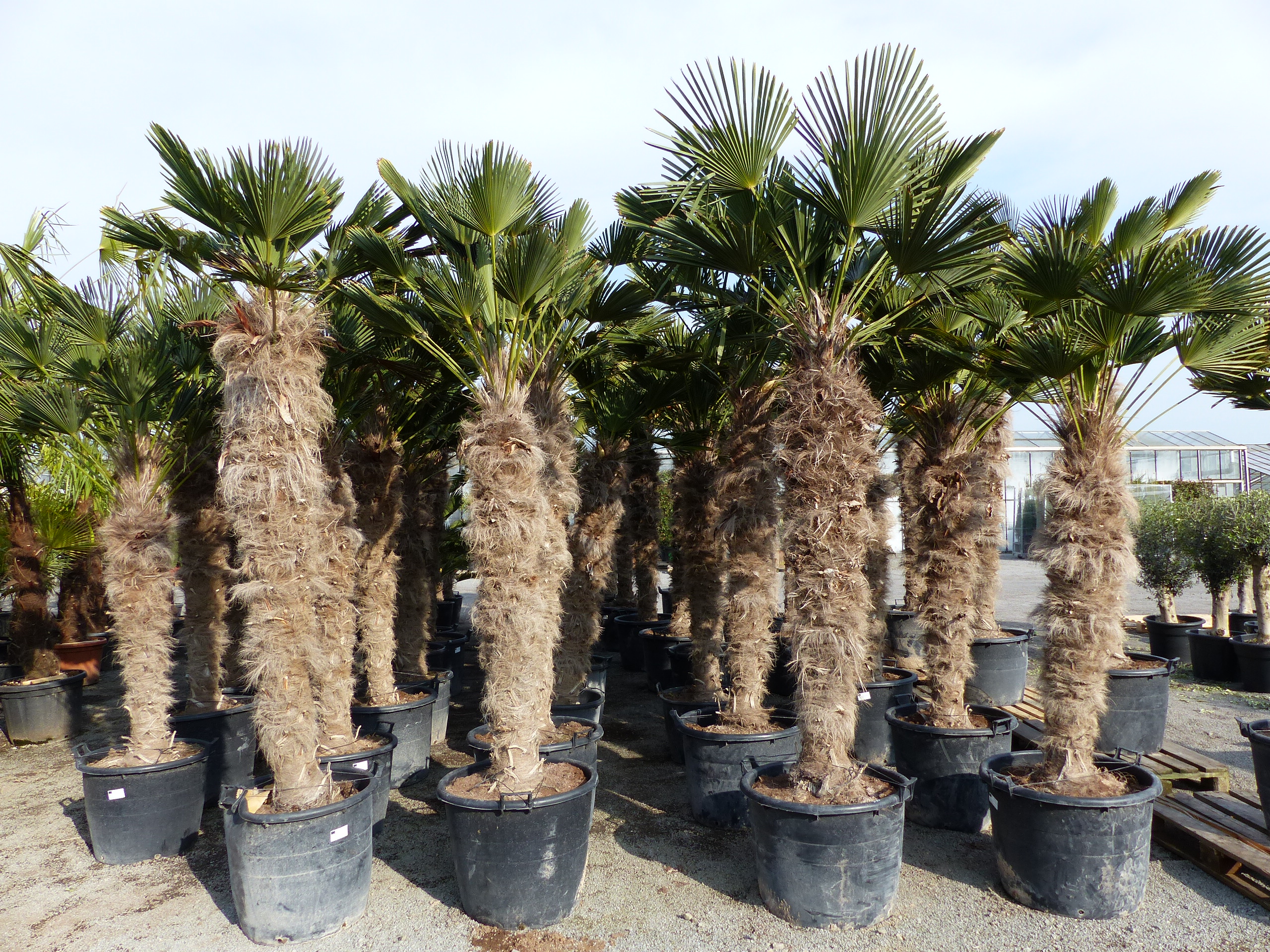 Weihnachtsdekoration Palmenoase 2 Palmen auf Sockel bunt Höhe 11,5 cm NEU Palme