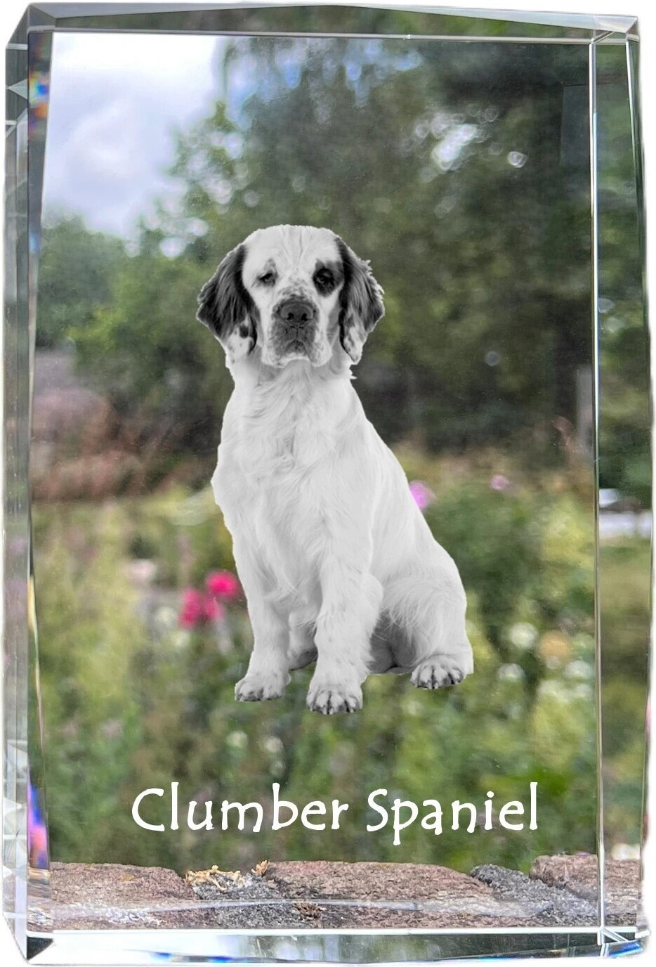 Clumber Spaniel - Kristall mit einem Hundebild, Bild im Glas, moderne Ausstellung des Art-Dog-Bildes.