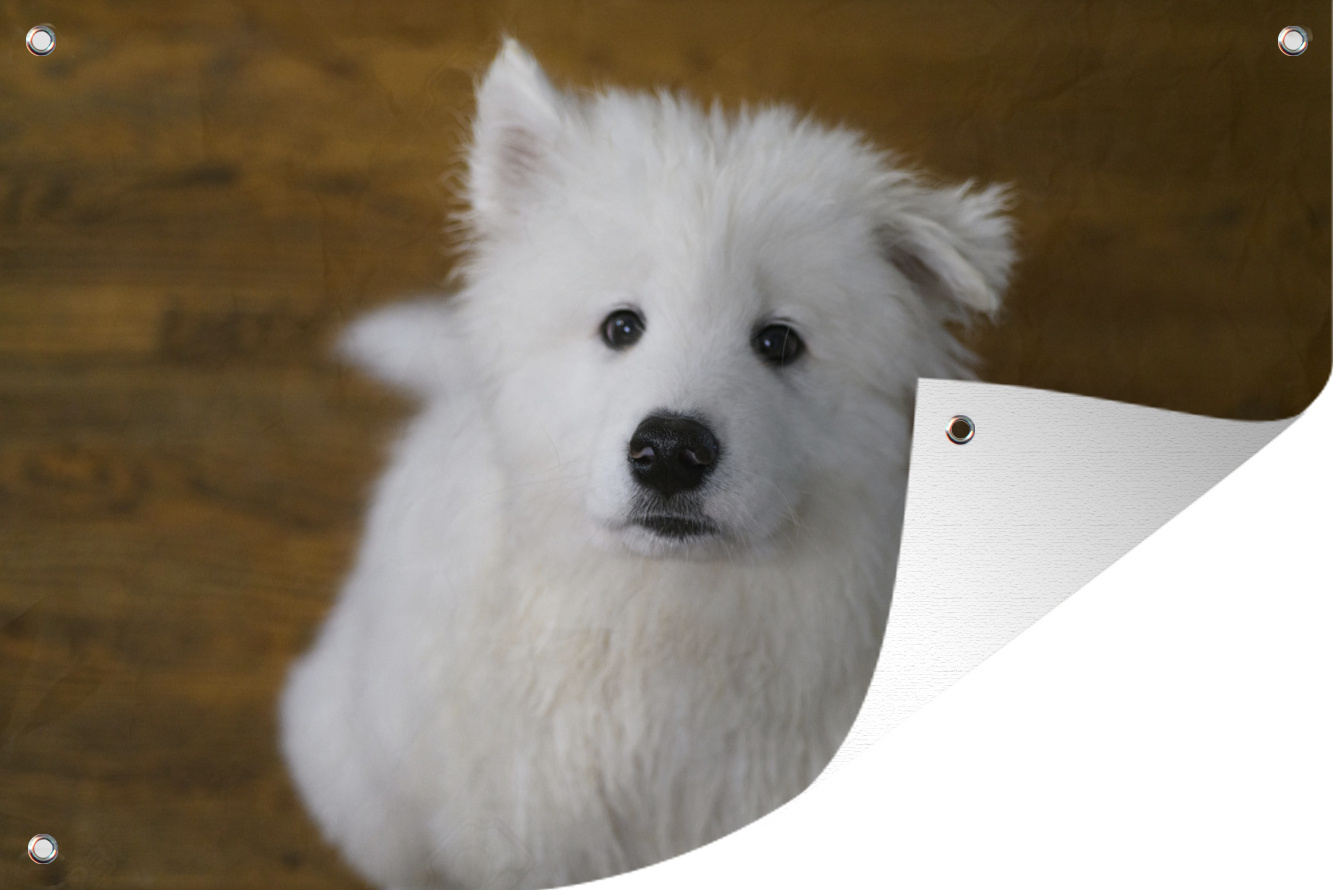 MuchoWow® 90x60 cm Outdoor-Poster Gartendeko Sichtschutz Garten Poster für den Garten Samoyeed Welpe mit flehendem Blick 133|17313873