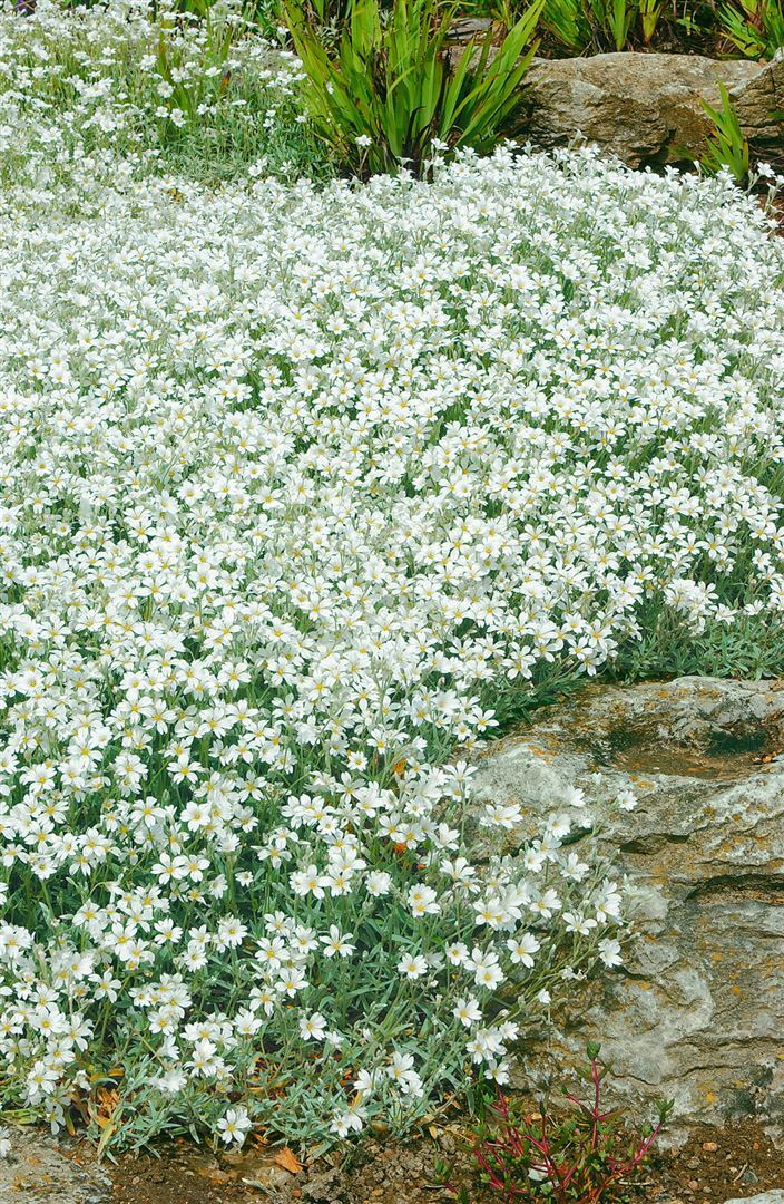 Pflanzen-für-dich.de Cerastium tomentosum, Silberteppich, weiß, ca. 9x9 cm Topf