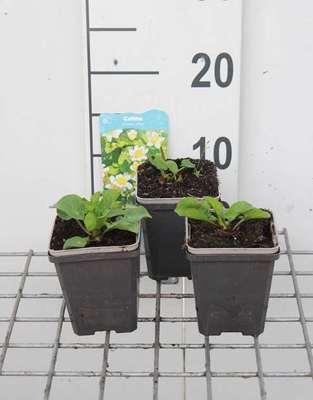 GRDplanten 6 x Caltha pal. 'Alba' - Weiße Sumpfdotterblume - Topf 9 x 9 cm