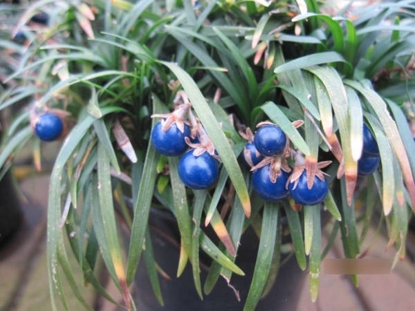 Baumschule Ophiopogon japonicus Minor - zwergiger Schlangenbart