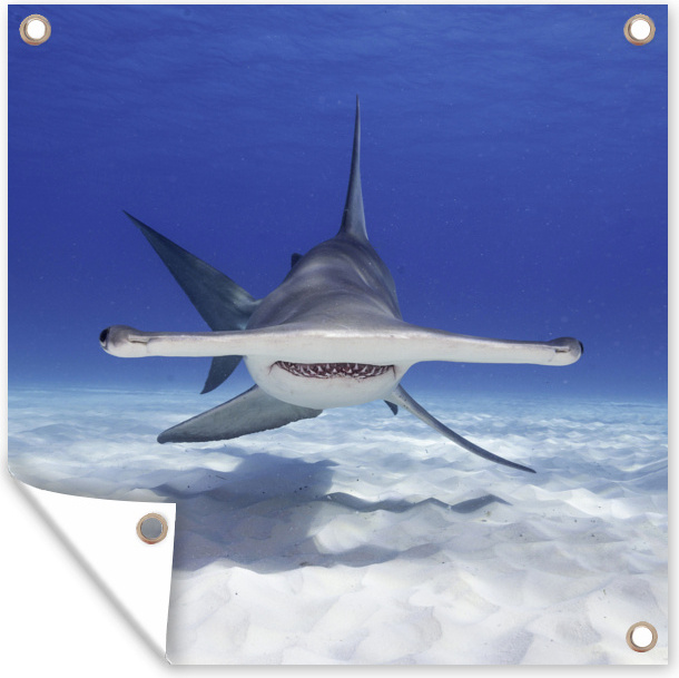 MuchoWow® 50x50 cm Outdoor-Poster Gartendeko Sichtschutz Garten Poster für den Garten Ein Hammerhai in einem klaren Meer in der Nähe des Meeresbodens 133|1327850