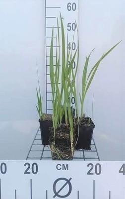 GRDplanten 6 x Crocosmia masoniorum - Crocosmia - Topf 9 x 9 cm