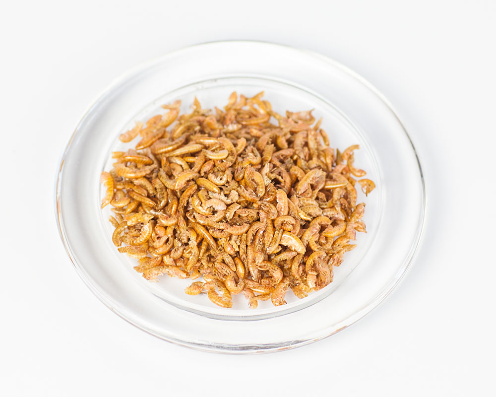 WachtelGlück® Gammarus V1077