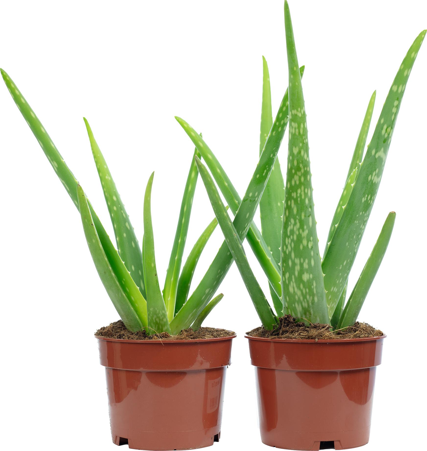 2er-Set Aloe vera  luftreinigende & dekorative Sukkulente,