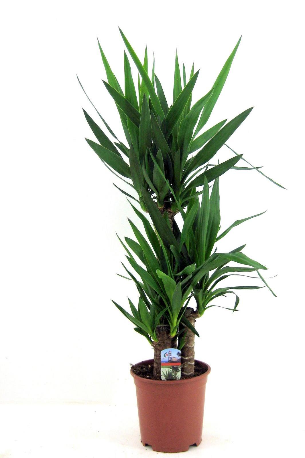 Blumen-Senf Yucca elephantipes 130-140 cm - Riesen-Palmlilie - Yuccapalme - Palmlilien