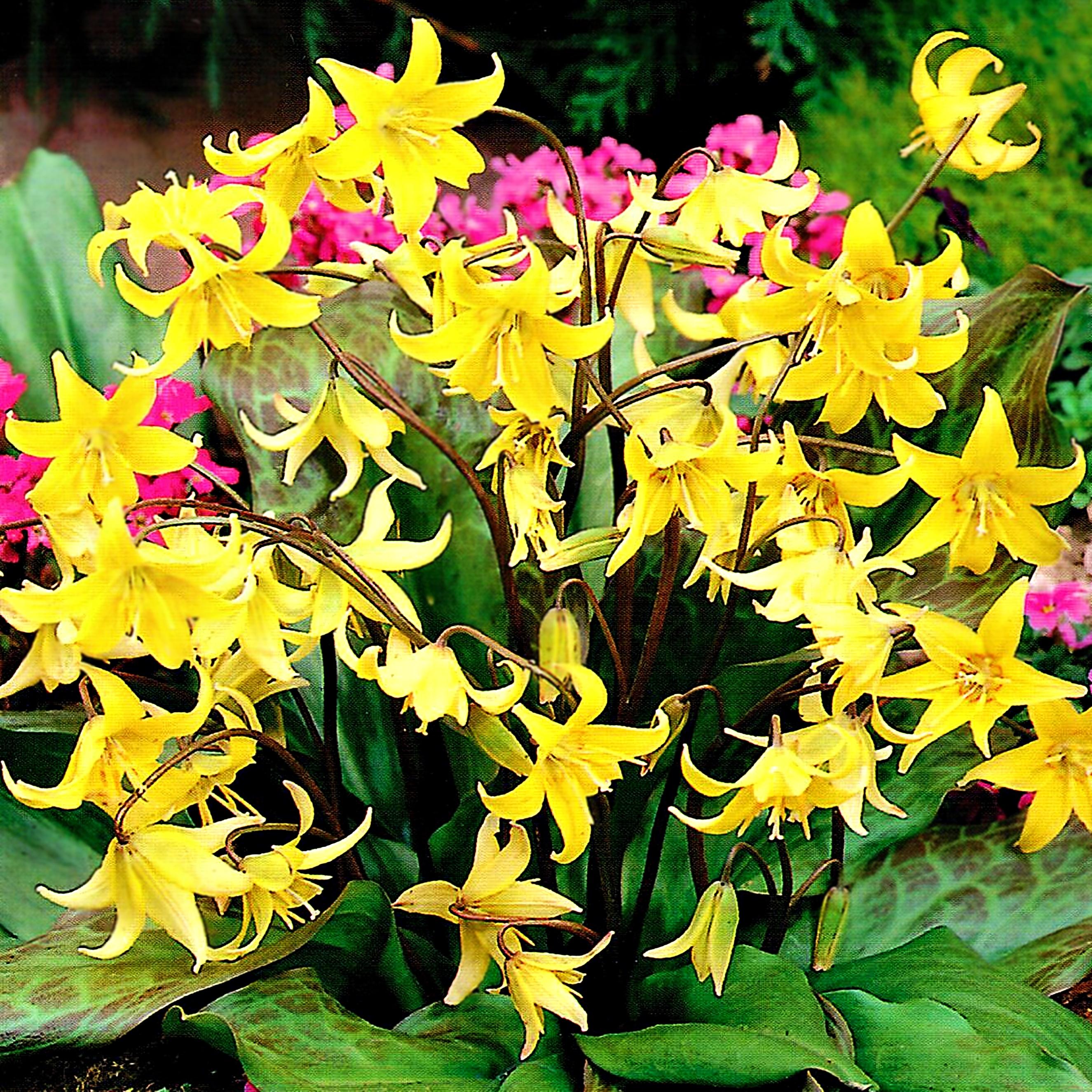 Benex Erythronium Zwiebeln Blumen Hundszahn Pagoda 3 St.