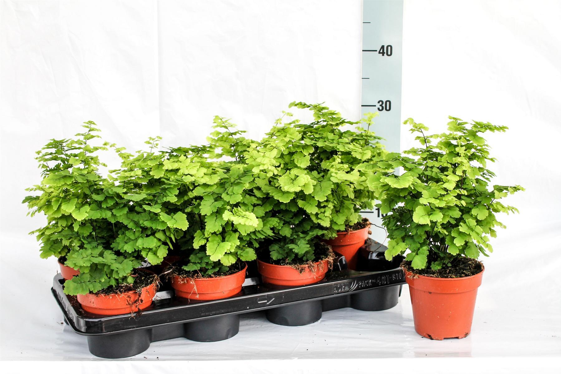 Blumen-Senf Frauenhaarfarn 30 cm - Adiantum monocolor