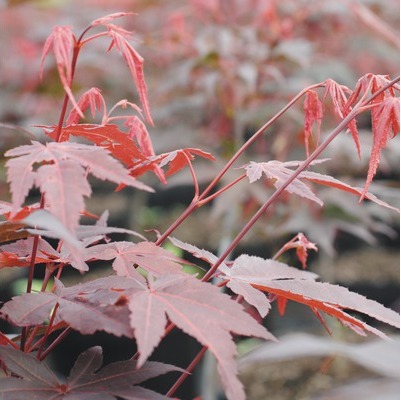 Roter Fächer-Ahorn FloraSelf Acer palmatum 