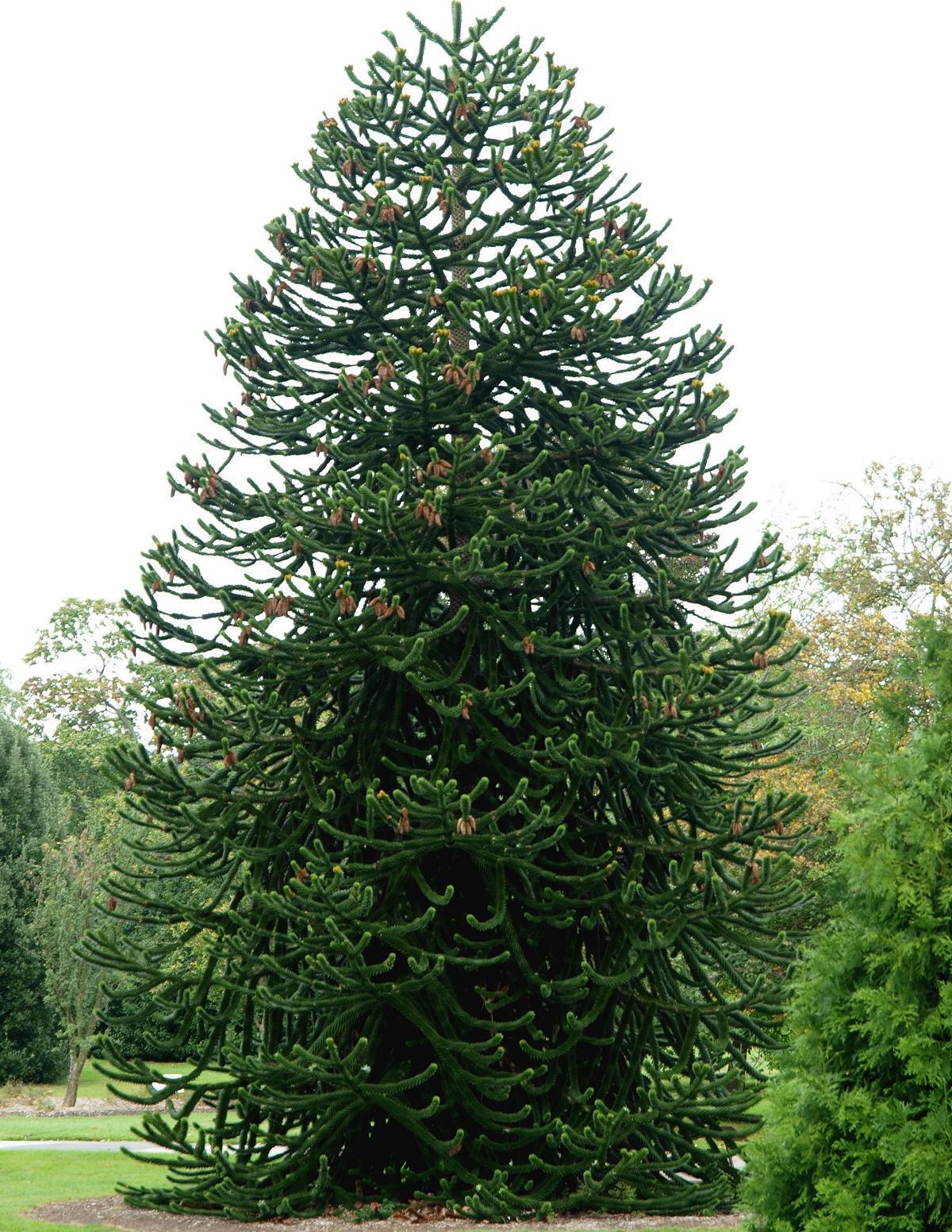 Blumen-Senf Chilenische Schmucktanne 20–25 cm | Araucaria araucana | Andentanne Affenbaum winterhart im Topf
