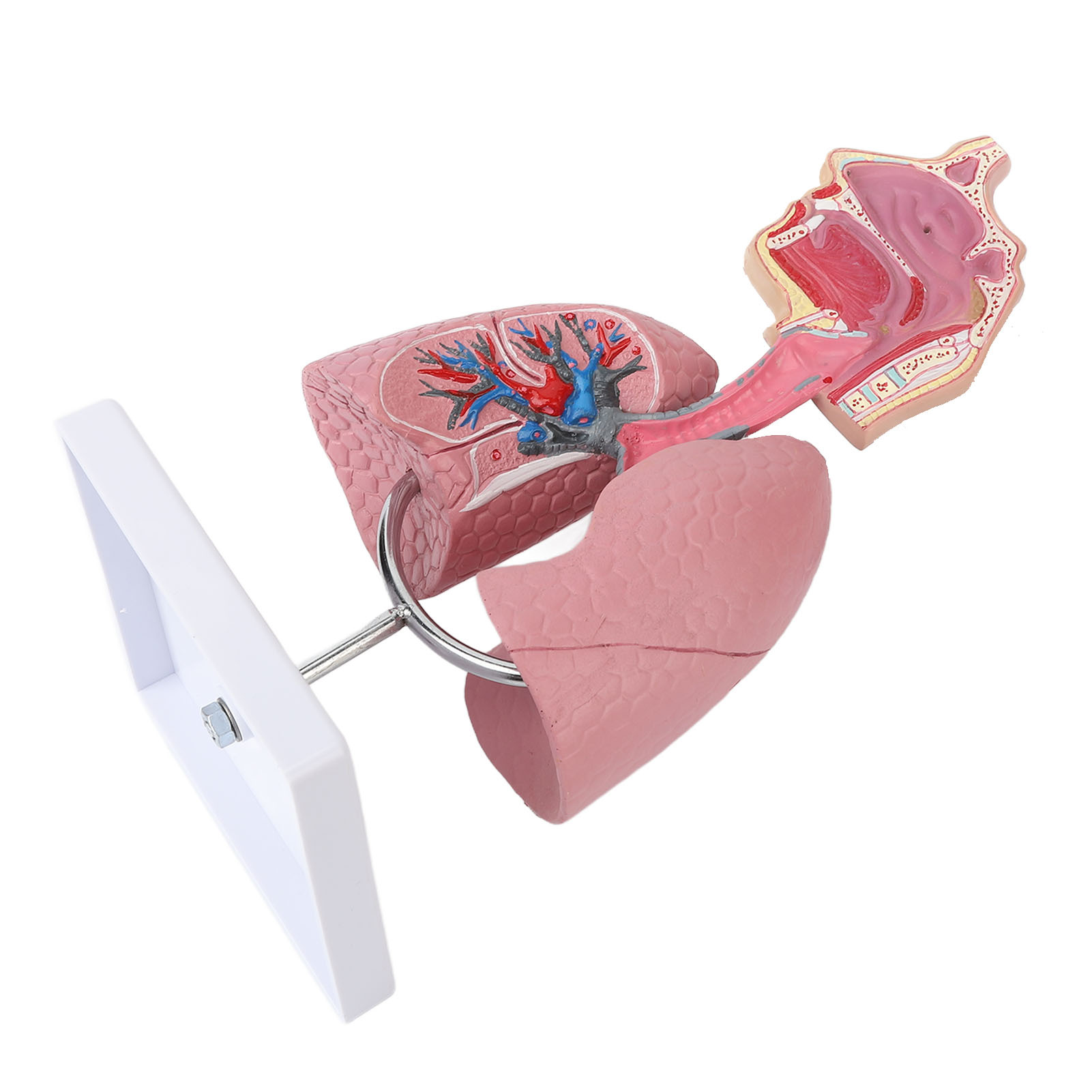 Cocosity Modell des Atmungssystems,Modell der menschlichen Lunge,Anatomisches Modell der Lunge,Modell der Lunge des Atmungssystems,Modell der Lunge des Atmungssystems,Anzeige des Atmungssystems