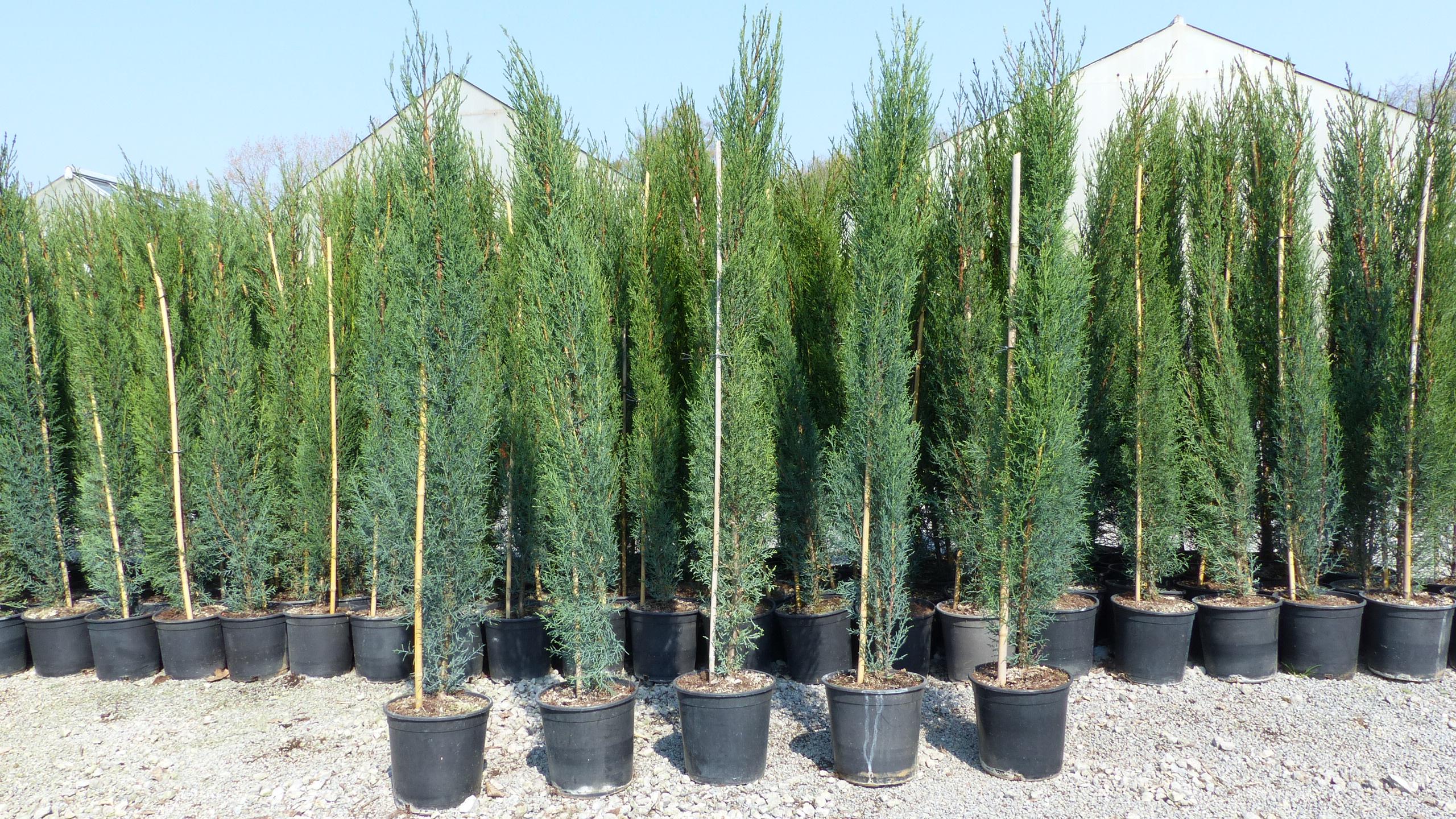 Grünwaren 3x Mittelmeerzypresse 140-160 cm Säulen Toskana Zypressen Zypresse Cupressus Semper