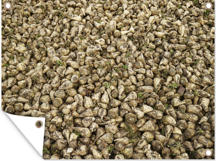 MuchoWow® 80x60 cm Outdoor-Poster Gartendeko Sichtschutz Garten Poster für den Garten Ein Haufen geernteter Zuckerrüben 133|1302978