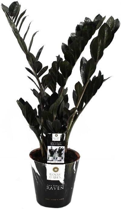 Blumen-Senf Zamioculcas Raven ca. 60 cm - Schwarze Zamioculcas - Zimmerpflanze