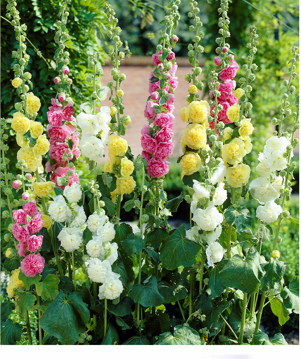 Baldur-Garten BALDUR Garten Stockrosen-Malven-Mischung, 3 Pflanzen Alcea rosea 'Pleniflora' Gefüllt blühende Garten Stockrose, winterharte Staude, mehrjährig, Wasserbedarf gering, blühend H-1552