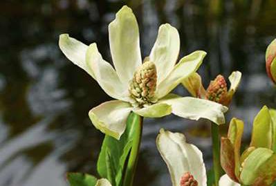 GRDplanten 6 x Anemopsis californica - Kalifornischer Sumpfbusch - Topf 9 x 9 cm