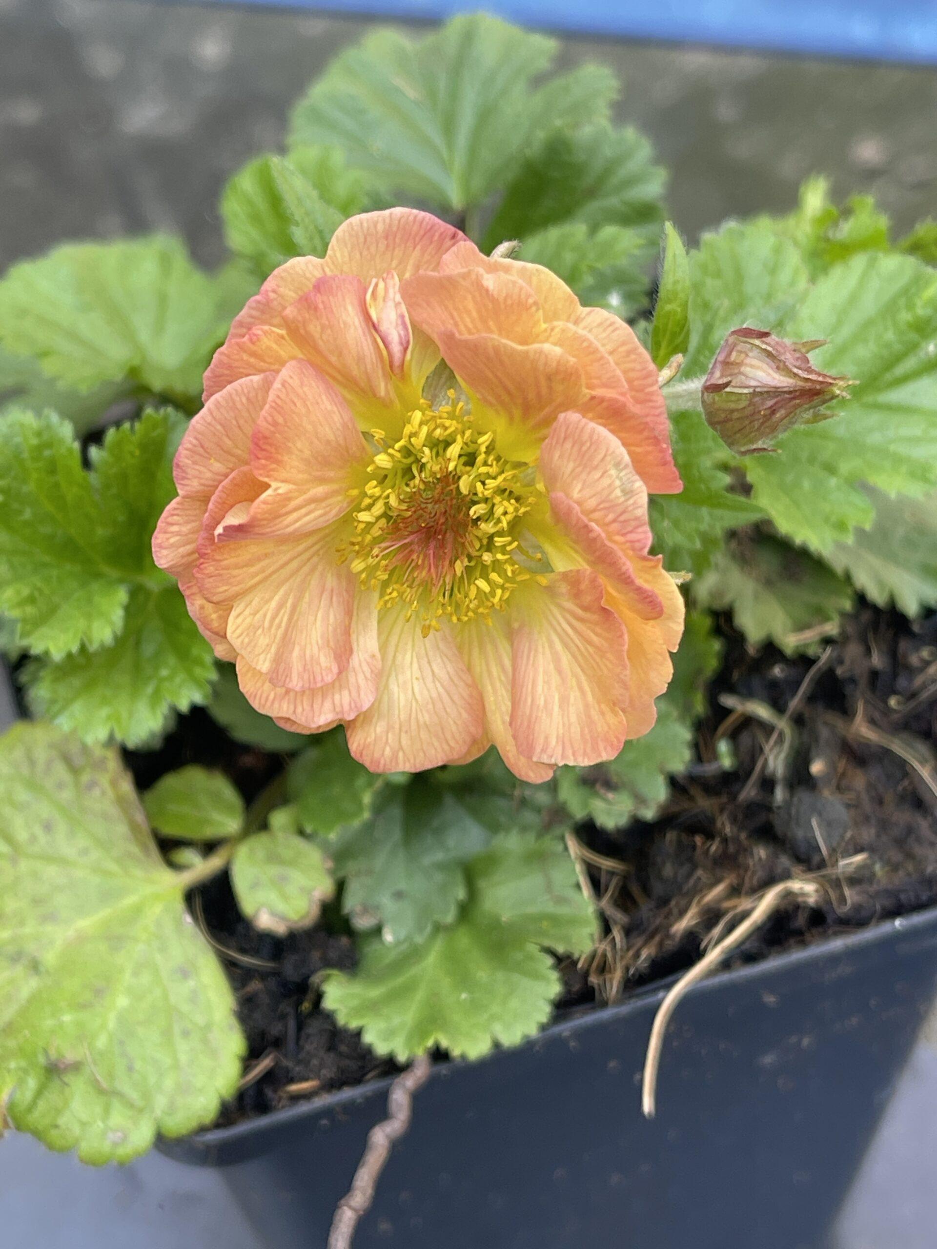 GRDplanten 6 x Geum hybr. 'Mai Tai' - Bachnelkenwurz - Topf 9 x 9 cm