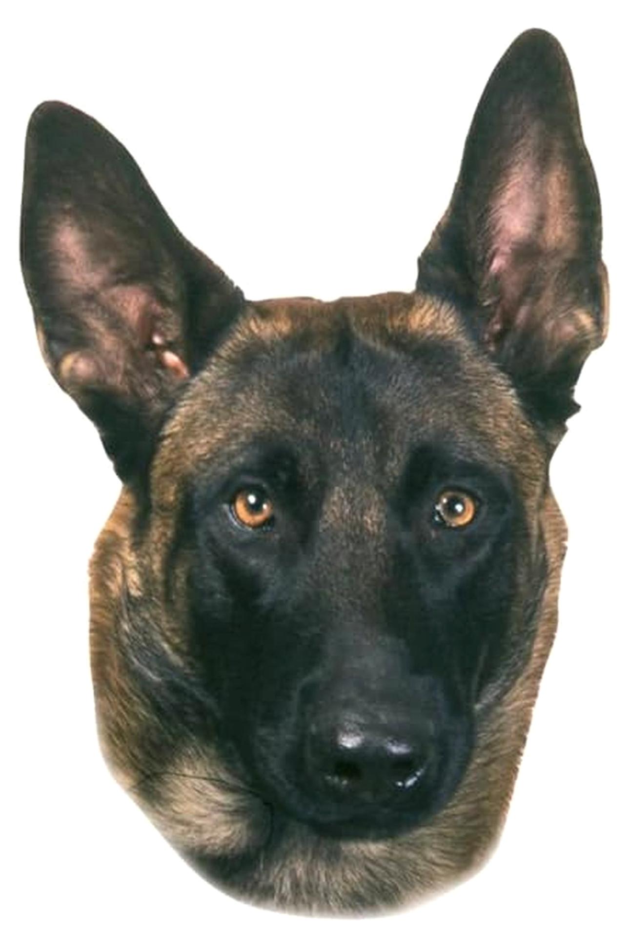 Markenlos Aufkleber für Malinois