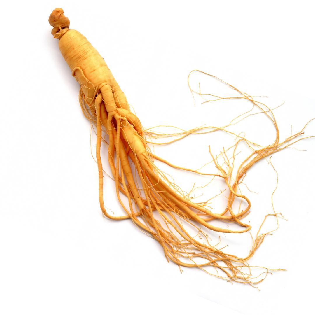 Amegs Panax Ginseng Wurzel frisch naturbelassen, ganze Wurzel für Tee und Küche
