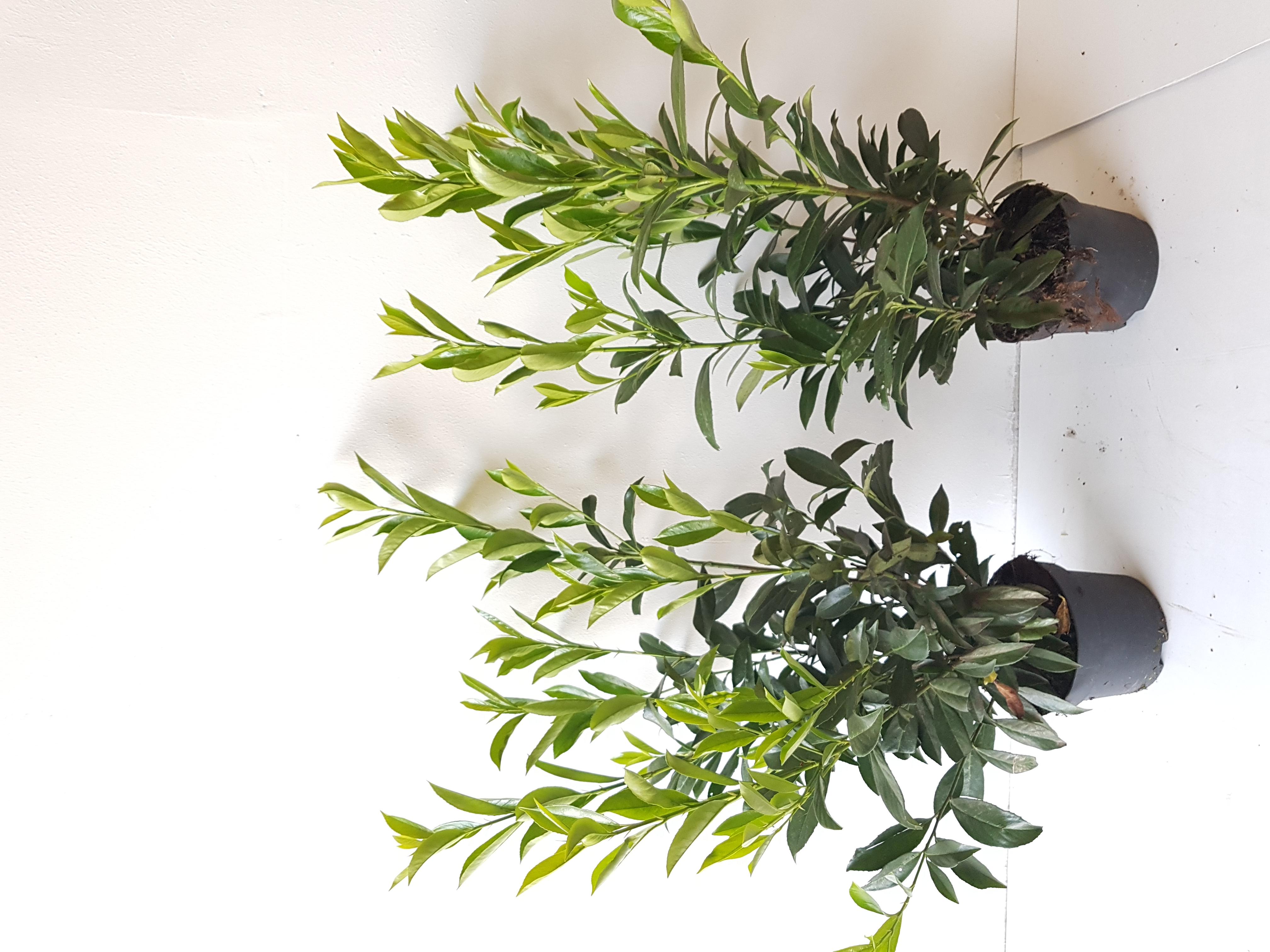 10x Kirschlorbeer Caucasica 6080 cm | Winterharte