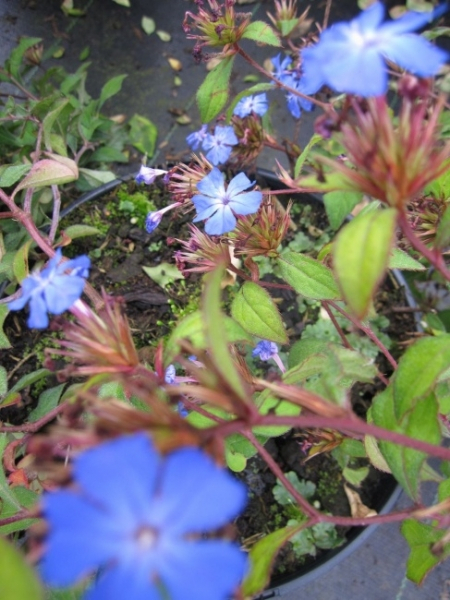 Baumschule Bleiwurz - Hornarbe - Ceratostigma willmottianum (20-25)