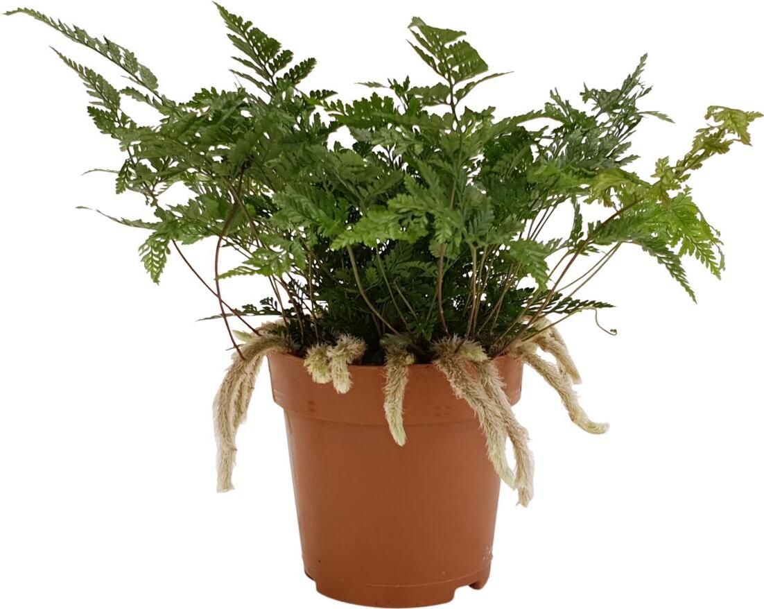 Humata Fern Humata tyermannii 35 cm - Tarantula fern | Tarantula fern