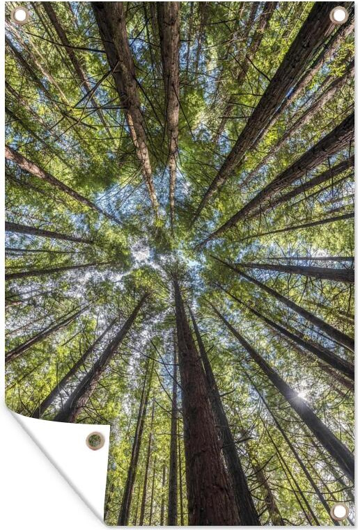 MuchoWow® 80x120 cm Outdoor-Poster Gartendeko Sichtschutz Garten Poster für den Garten Der Mammutbaumwald bei Whakarewarewa in Neuseeland 133|1290598