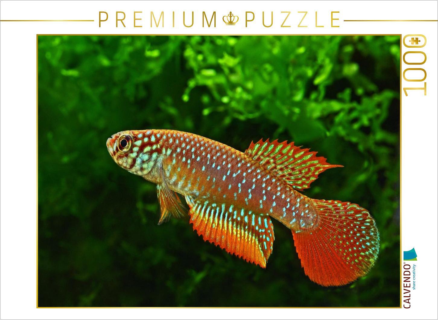 CALVENDO Puzzle Nematolebias catimbau, BRASILIEN | 1000 Teile Lege-Größe 64x48cm Foto-Puzzle für glückliche Stunden