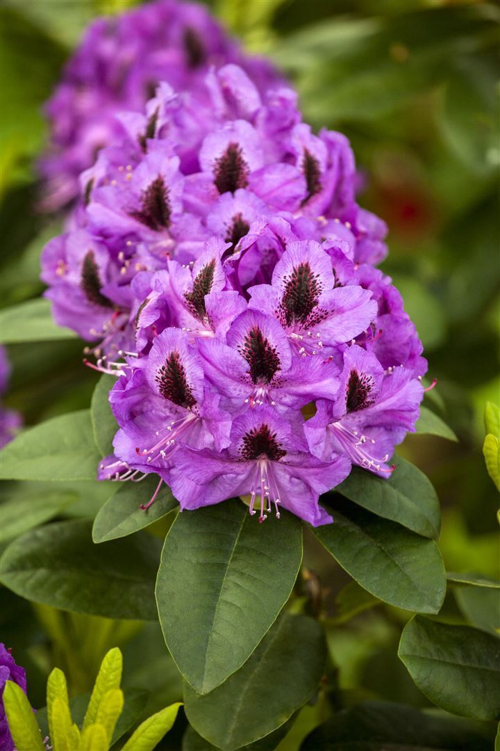 Rhododendron Hybr. 'Orakel', Rhododendron, rot, 30–40 cm