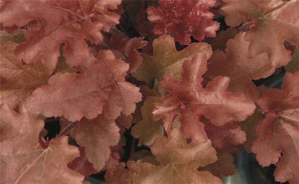 Blumen Eber Heuchera "Red Fury" - Purpurglöckchen "Red Fury" im Topf 12 cm - 12cm AS1089