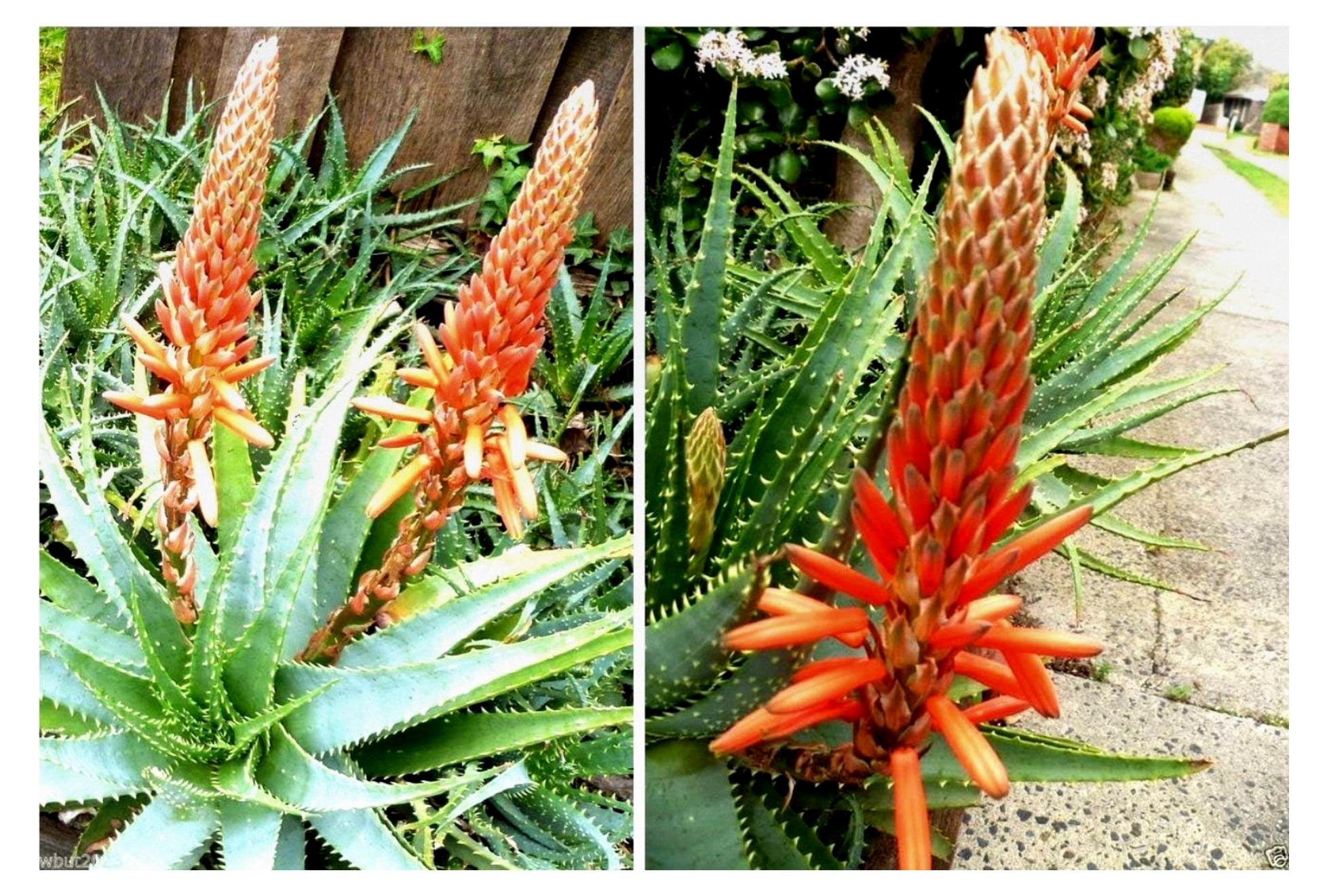 Markenlos Samen-Paket: Keim Samen - 10 Samen Aloe Samen (Aloe arborescens) in Sukkulenten-Samen
