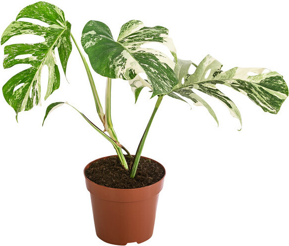 Monstera deliciosa Variegata 40-50 cm Raritt - absolut