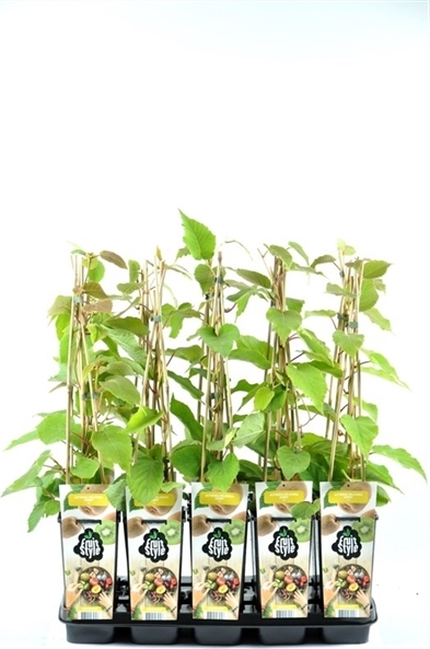 Blumen-Senf Kiwi Jenny 30 cm - Actinidia chinensis Jenny - selbstfruchtend/selbstbefruchtend