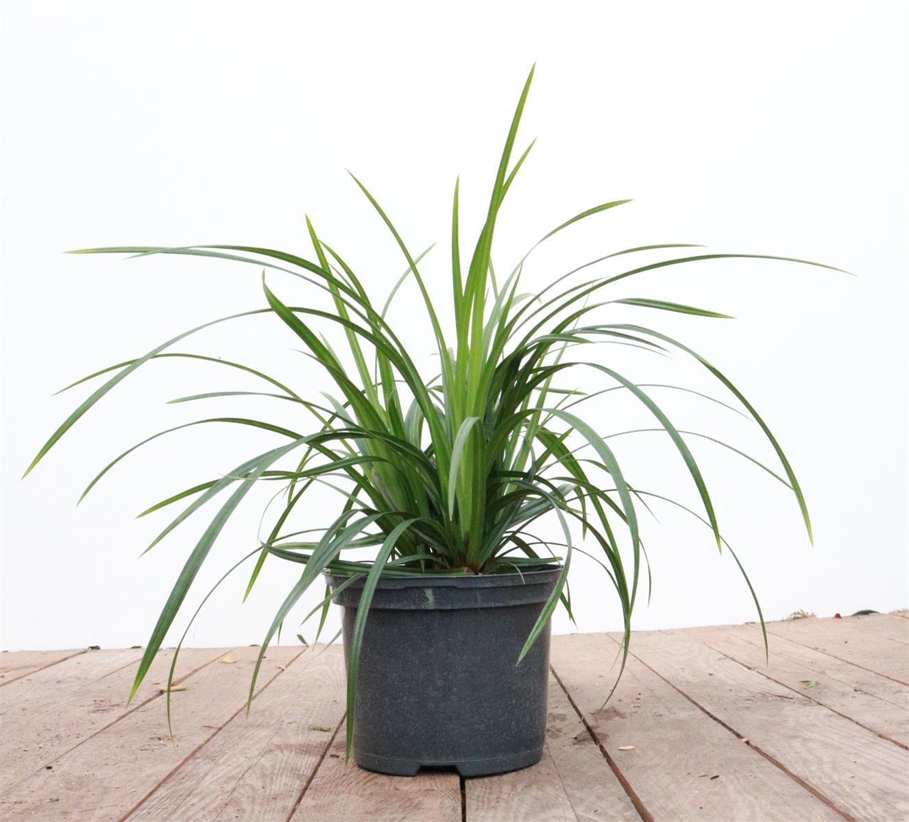 Pflanzen-für-dich.de Carex morrowii ssp. foliosiss. 'Irish Green', ca. 9x9 cm Topf