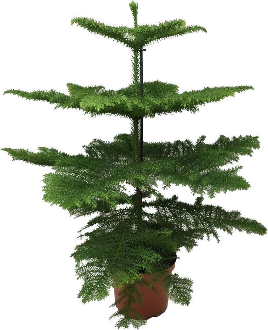 MEERGroothandel Araukarie heterophylla FU-6576