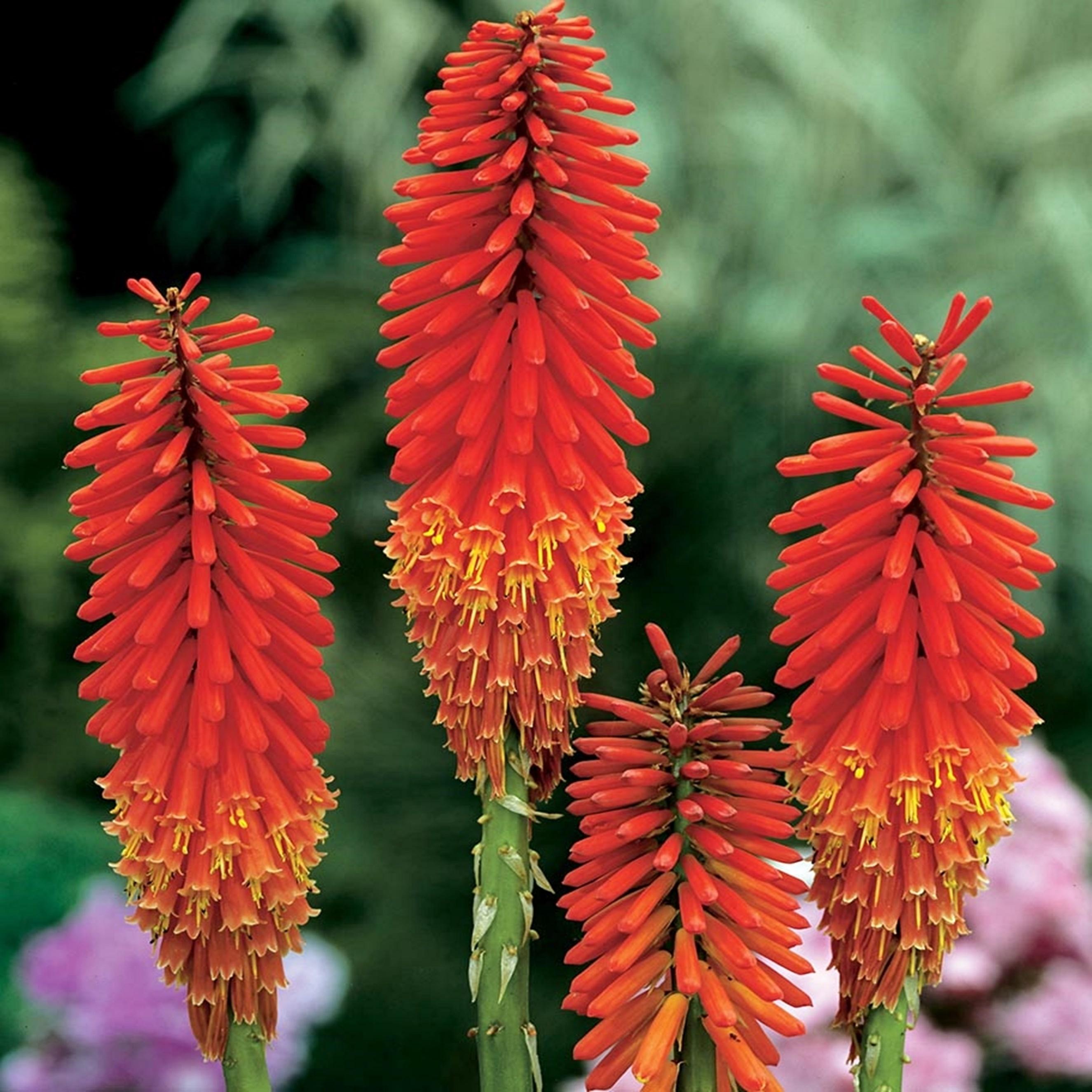Benex Fackellilie Blütenkerzen Kniphofia Fackellilien Raketenblumen Nancy Red 1 St.