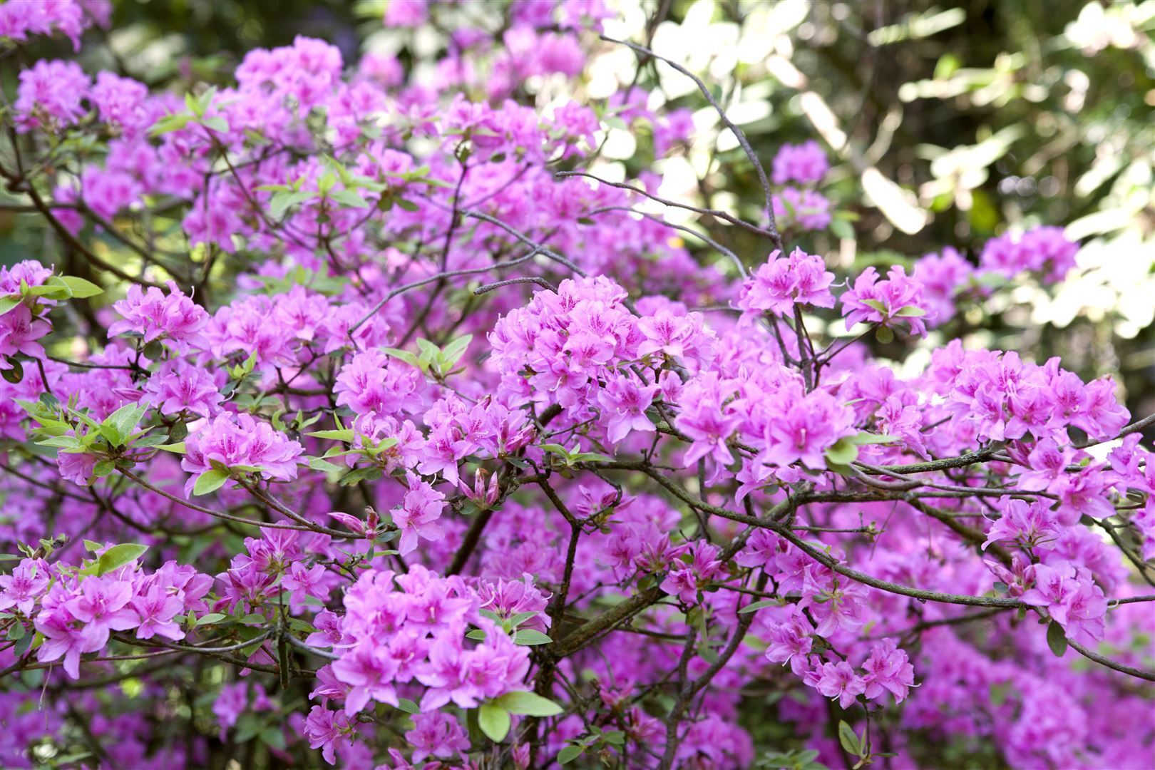 Pflanzen-für-dich.de Rhododendron 'Praecox', frühblühend, lila, 20–25 cm