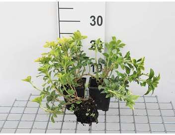 GRDplanten 12 x Pachysandra term. 'Green Sheen' - Dickmännchen - Topf 9 cm x 9 cm