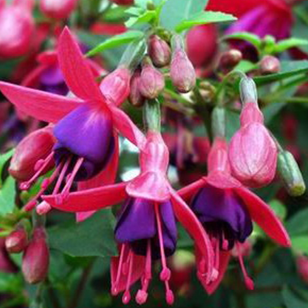 Arborix, grüner und billiger 6 x Fuchsie - Fuchsia 'Tom Thumb' | Topf 9cm x 9cm FUTTHUMB-113