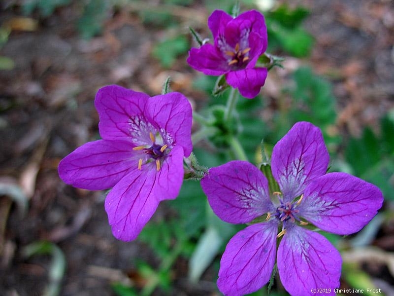 Fechner Pflanzen 3 x Reiherschnabel, duftende Blüten, Bienenweide - Tb 11