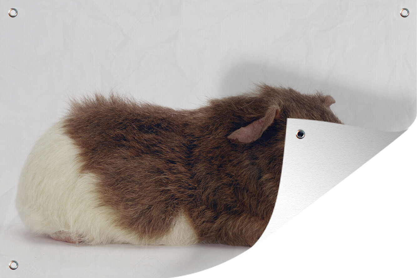 MuchoWow® 60x40 cm Outdoor-Poster Gartendeko Sichtschutz Garten Poster für den Garten König Erythrozyten 133|1286265