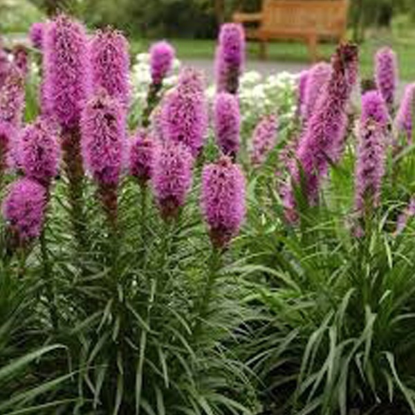 Arborix, grüner und billiger 6 x Prachtscharte - Liatris spicata | Topf 9cm x 9cm LISPICAT-113