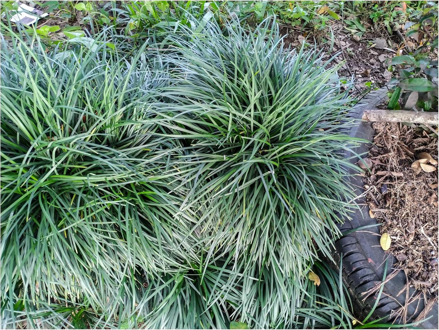 Stauden Gänge 1 x Ophiopogon japonicus 'Sparkler' - Japanischer Schlangenbart - Der funkelnde Schlangenbart - Japangarten - Bodendecker